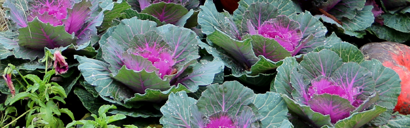 Cabbage and Kale