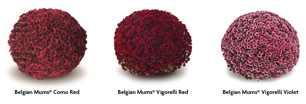 Belgian Mums®
