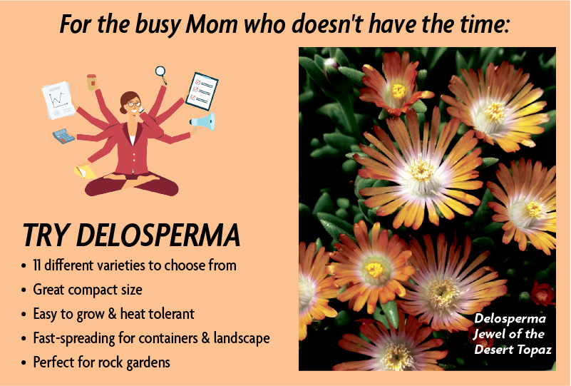 Try Delosperma