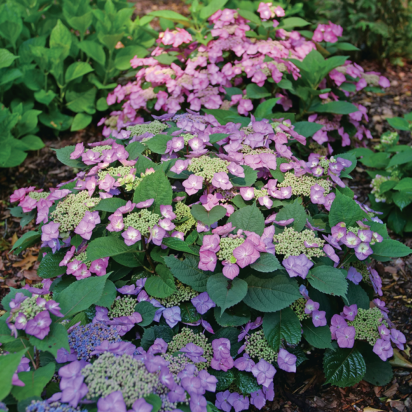 Hydrangea ser. Tuff Stuff Top Fun™ - Image 2