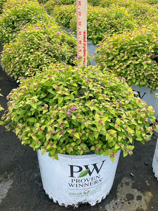 Spiraea Double Play® Dolly™ - Image 2