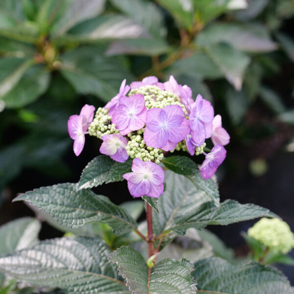 Hydrangea ser. Tuff Stuff Top Fun™ - Image 4