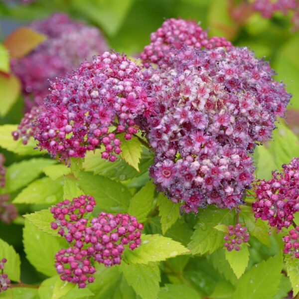Spiraea Double Play® Dolly™