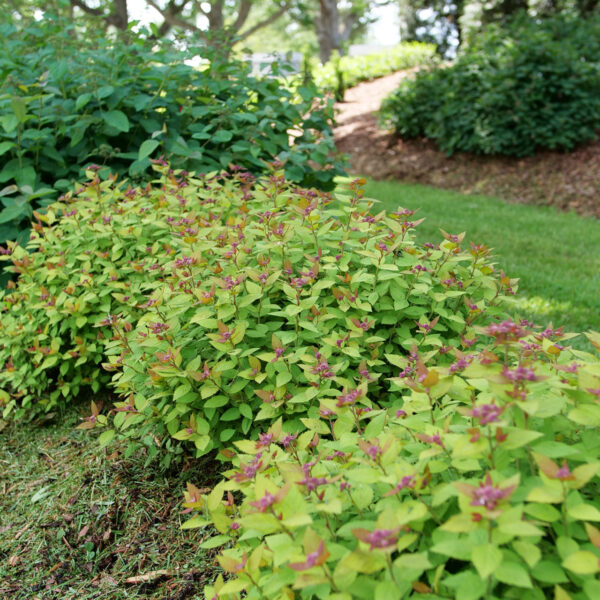 Spiraea Double Play® Dolly™ - Image 4