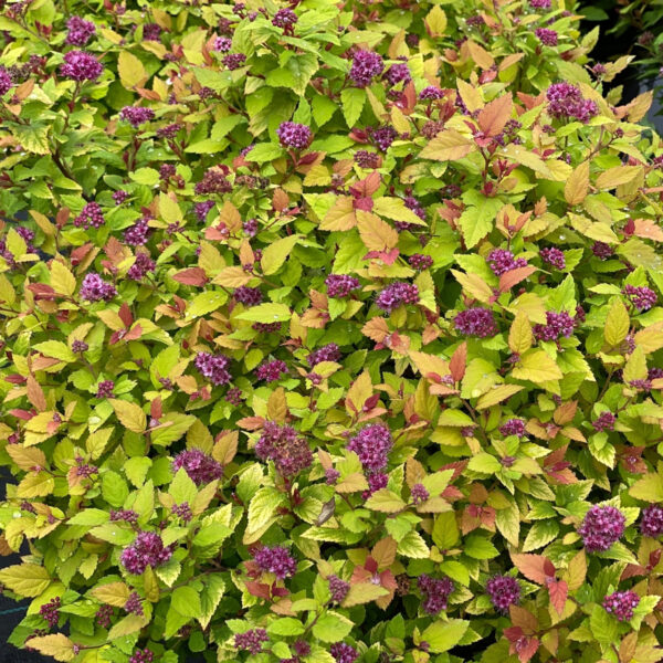 Spiraea Double Play® Dolly™ - Image 5