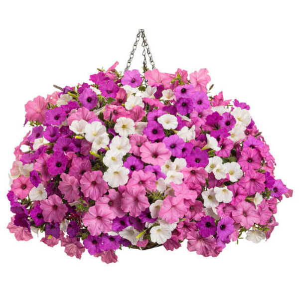 Vista View Hanging Basket