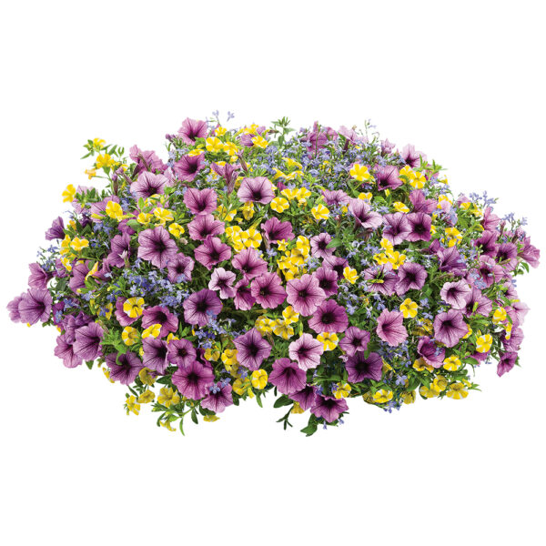 Bahama Beach Hanging Basket