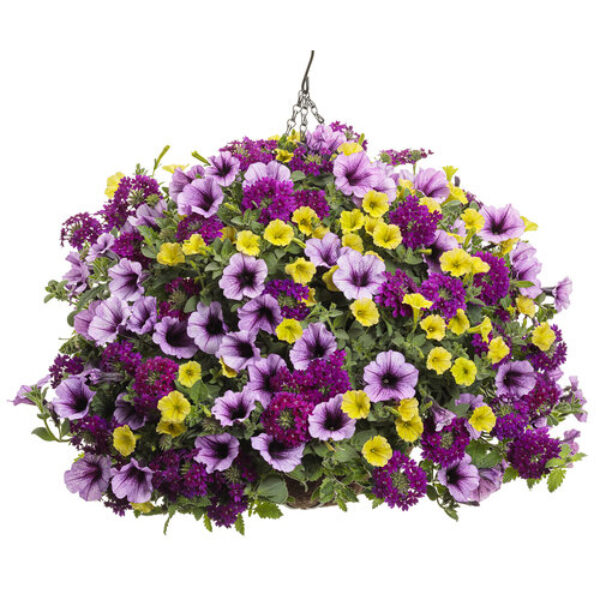 New Orleans Hanging Basket