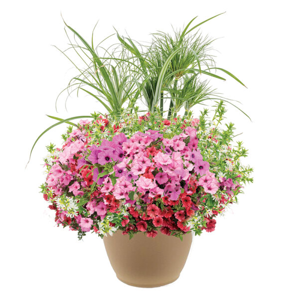 Blushing Meadows 16" Planter