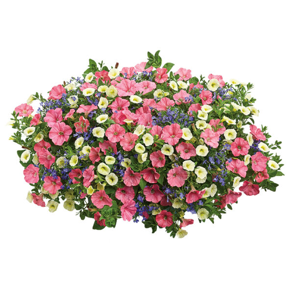 Bermuda Skies Hanging Basket