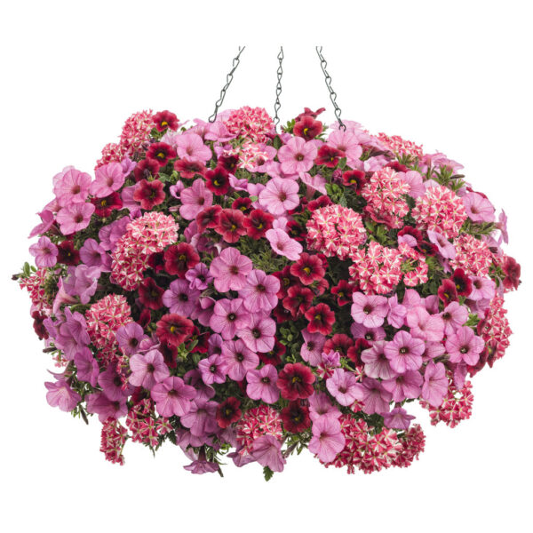 Hopscotch Hanging Basket