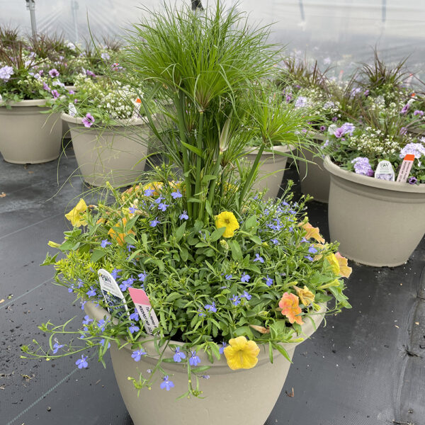 Tut-n-Honey 16" Planter - Image 2