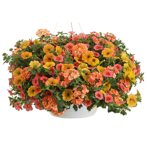 Beach Sunset Hanging Basket