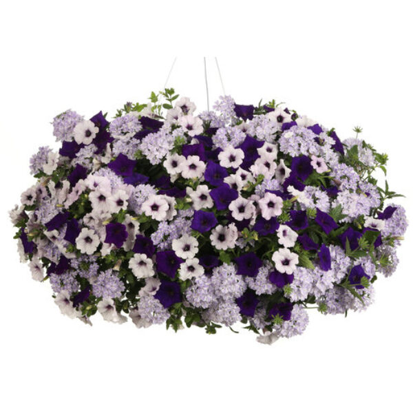 Do You Lilac It? Hanging Basket