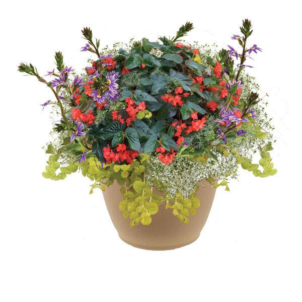 Dragon Wing 16" Planter