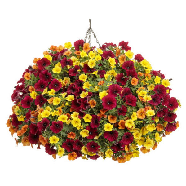It's So You Hanging Basket