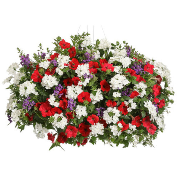 Freedom Hanging Basket