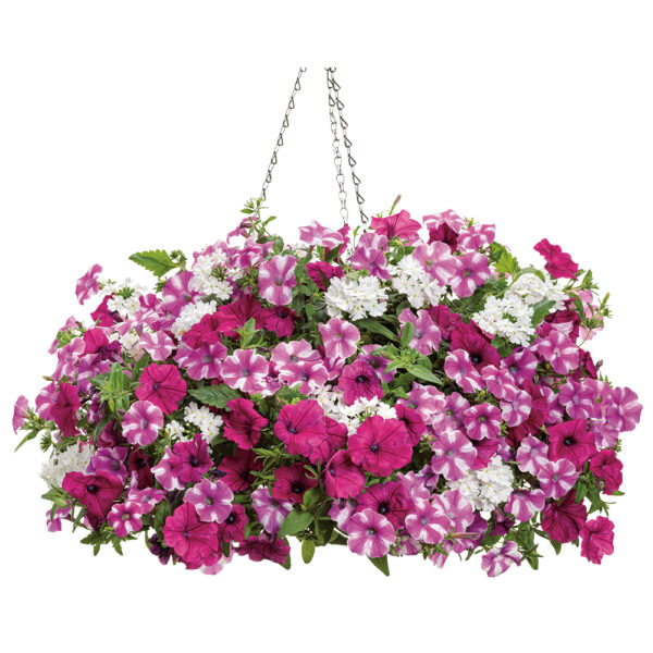 Blind Love Hanging Basket