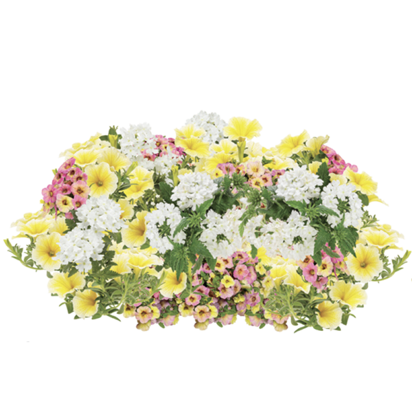 Canary Wings Hanging Basket