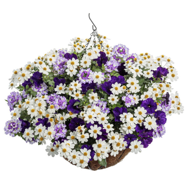 Royal Spark Hanging Basket