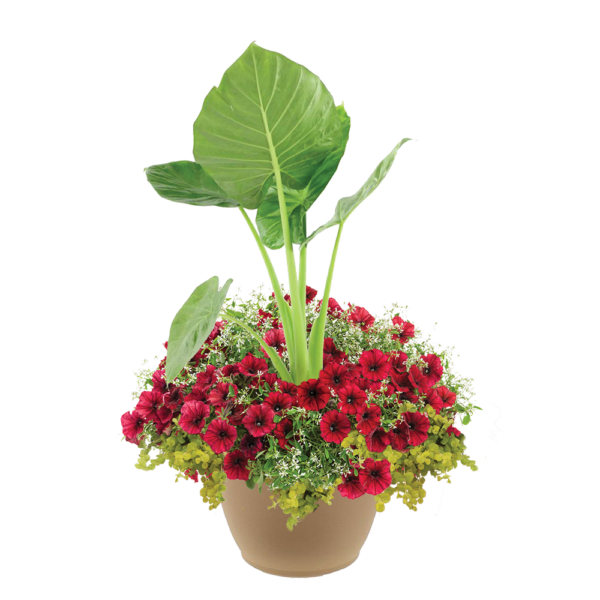 Tropical Cherry 16" Planter