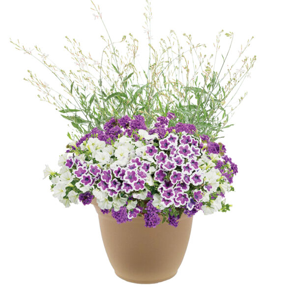 Berry Frappe 16" Planter