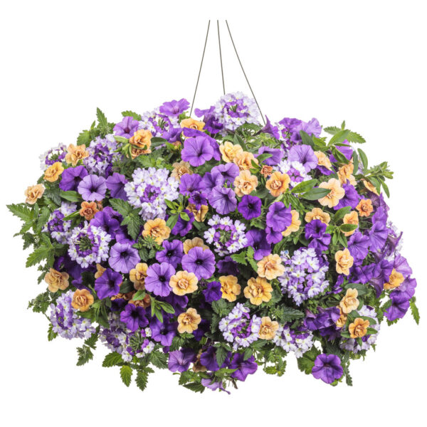 Polar Peach Hanging Basket