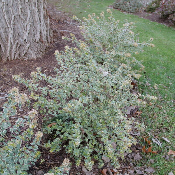 Abelia gran. Mucho Gusto® - Image 3