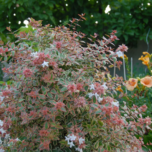 Abelia gran. Tres Amigos® - Image 3