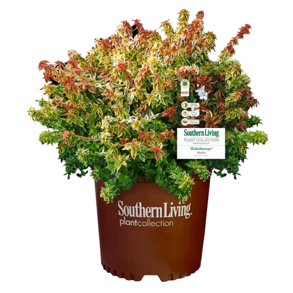 Abelia x gran. 'Kaleidoscope' - Image 3