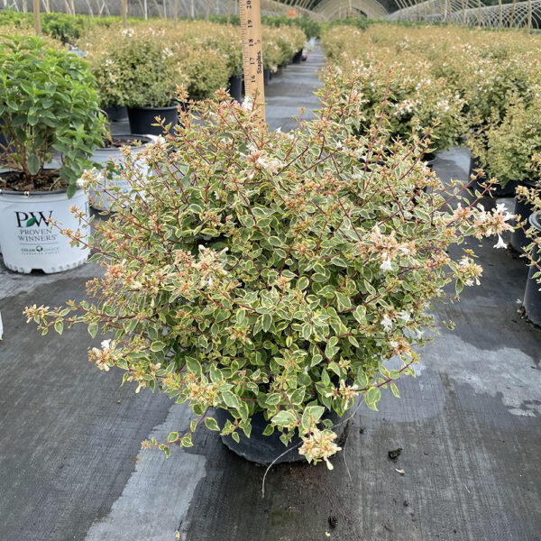 Abelia x gran. Sunshine Daydream - Image 3