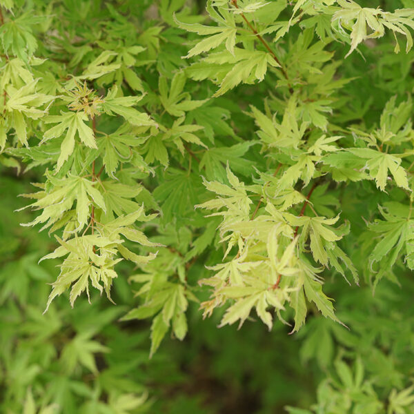 Acer pal. Metamorphosa® - Image 3