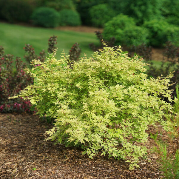 Acer pal. Metamorphosa® - Image 4