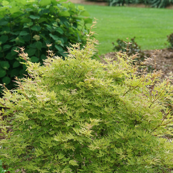 Acer pal. Metamorphosa® - Image 6