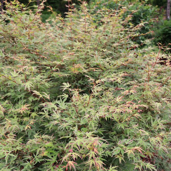 Acer pal. Metamorphosa® - Image 8
