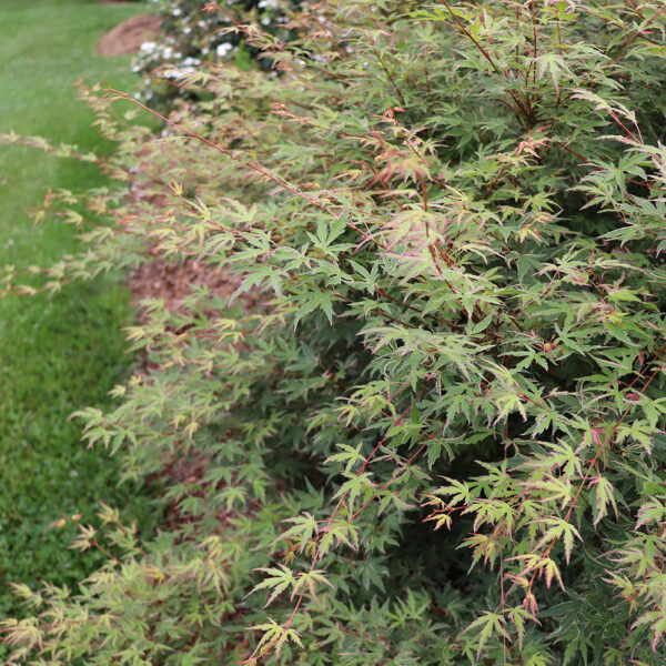 Acer pal. Metamorphosa® - Image 9