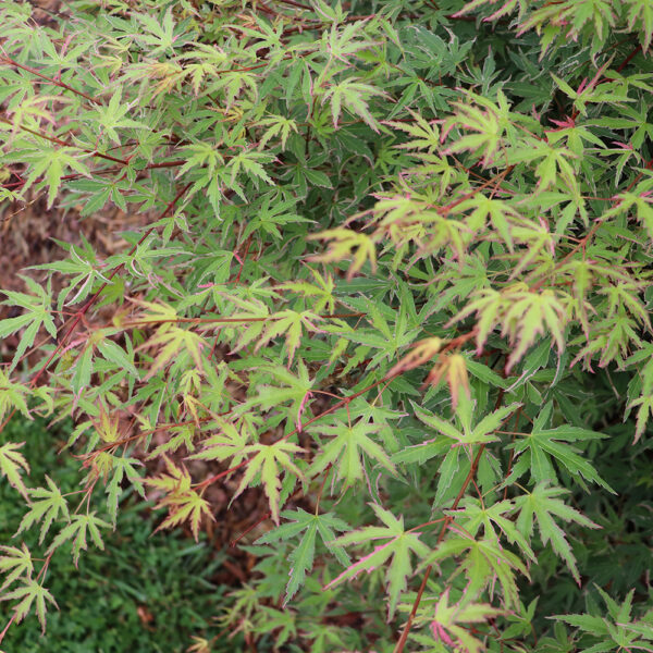 Acer pal. Metamorphosa® - Image 10