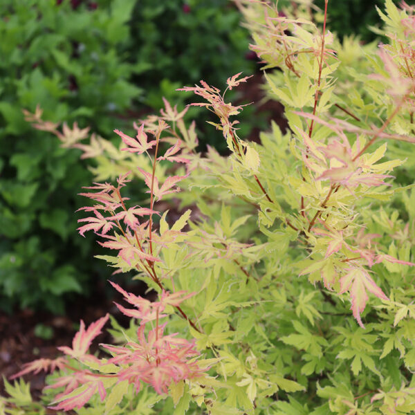 Acer pal. Metamorphosa® - Image 11