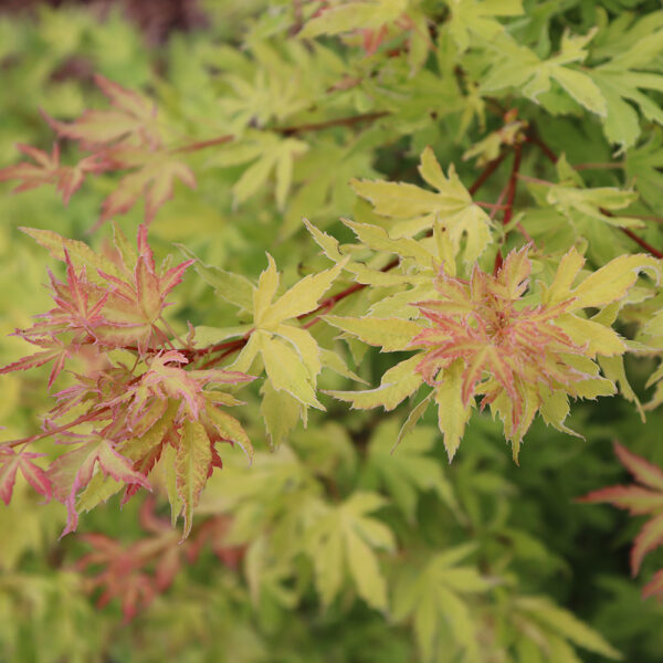 Acer pal. Metamorphosa® - Image 12