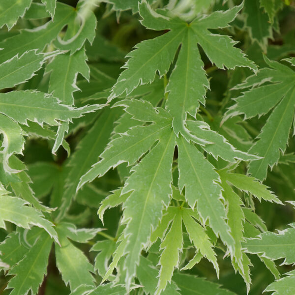 Acer pal. Metamorphosa® - Image 14