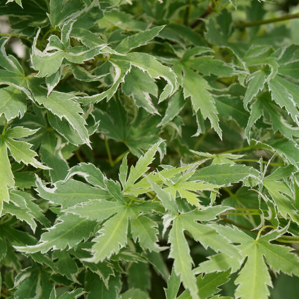 Acer pal. Metamorphosa® - Image 15