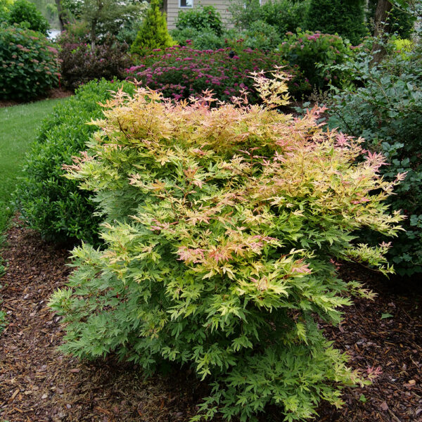 Acer pal. Metamorphosa® - Image 17