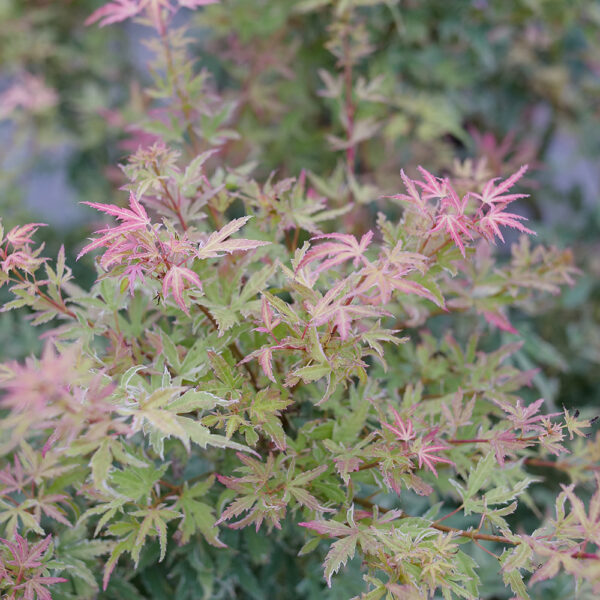 Acer pal. Metamorphosa® - Image 18