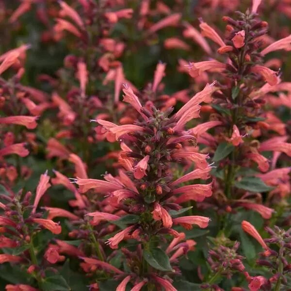 Agastache mex. Summerlong™ Coral