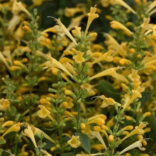 Agastache mex. Summerlong™ Lemon