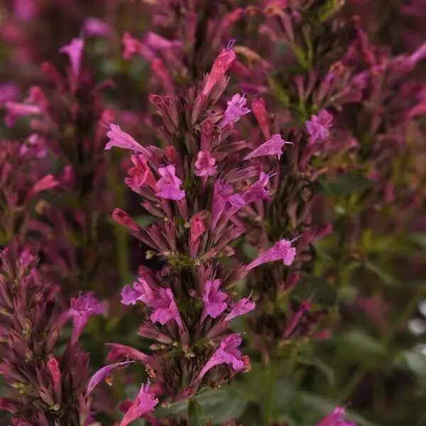 Agastache mex. Summerlong™ Lilac