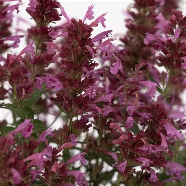 Agastache mex. Summerlong™ Magenta