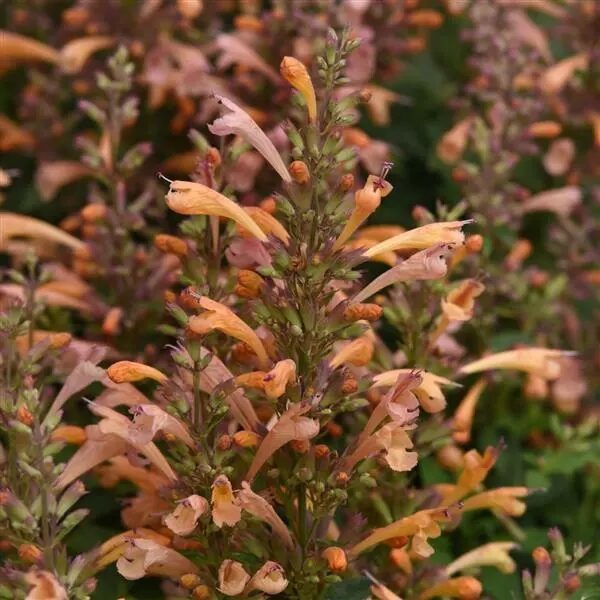 Agastache mex. Summerlong™ Peach