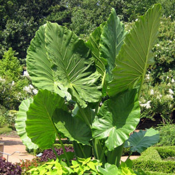 Alocasia 'Calidora'