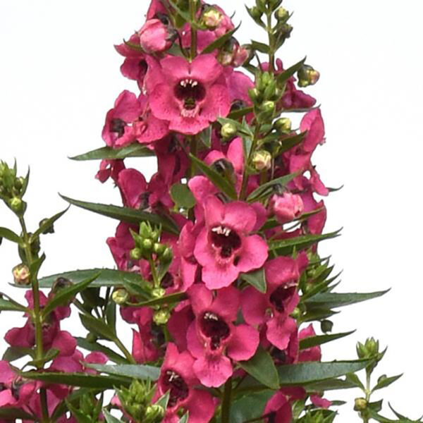 Angelonia Archangel™ Dark Rose